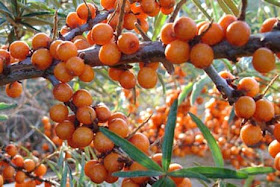 Seaberry, Natural Antioxidants for Skin