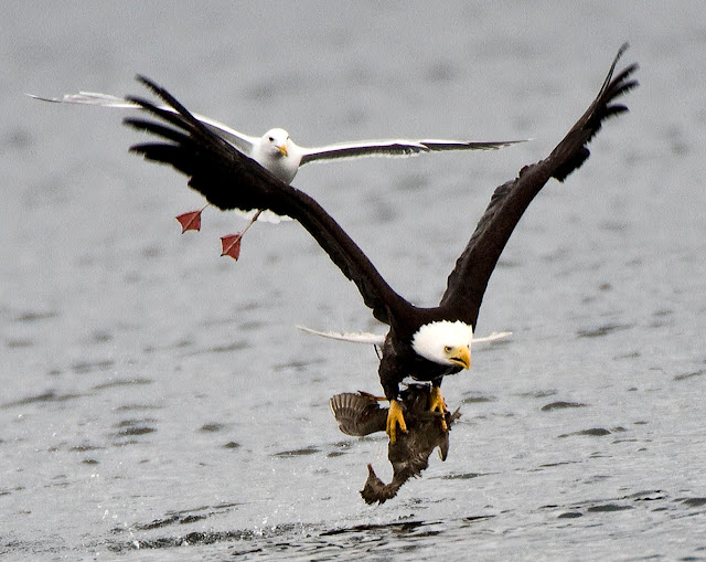 Shoreline Area News For the Birds Bald Eagle Our Local Treasure