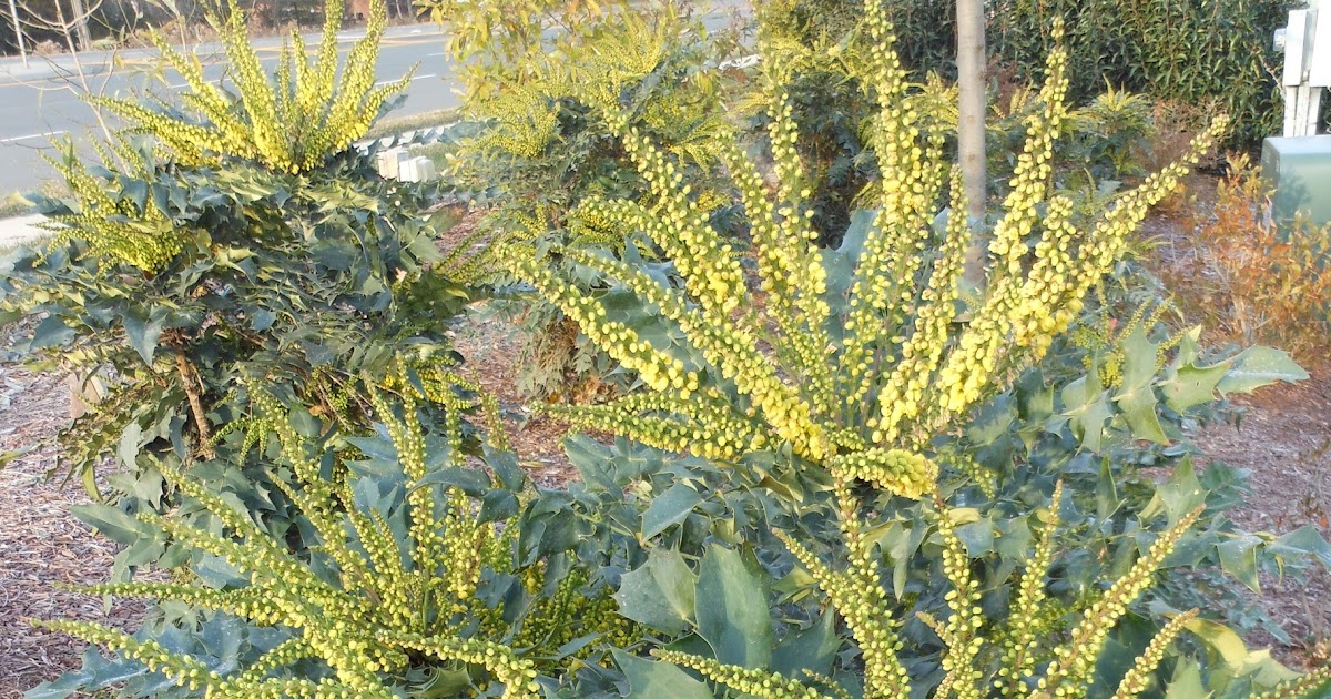 Flora Wonder Blog Flora Farm Mahonia