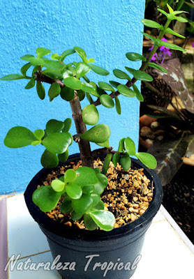 Árbol de la Abundancia en maceta plástica, Portulacaria afra