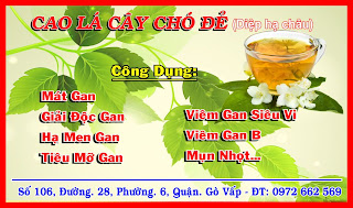 Bán cao chó đẻ( cây Diệp Hạ Châu) chữa bệnh về gan