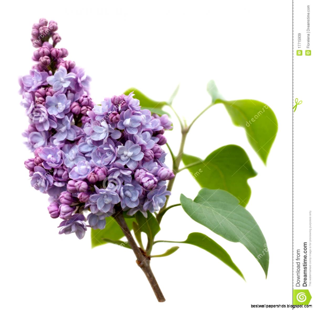 Purple Lilac Flowers Isolated On White Royalty Free Stock Images Purple Lilac Flowers Isolated On White Royalty Free Stock Images