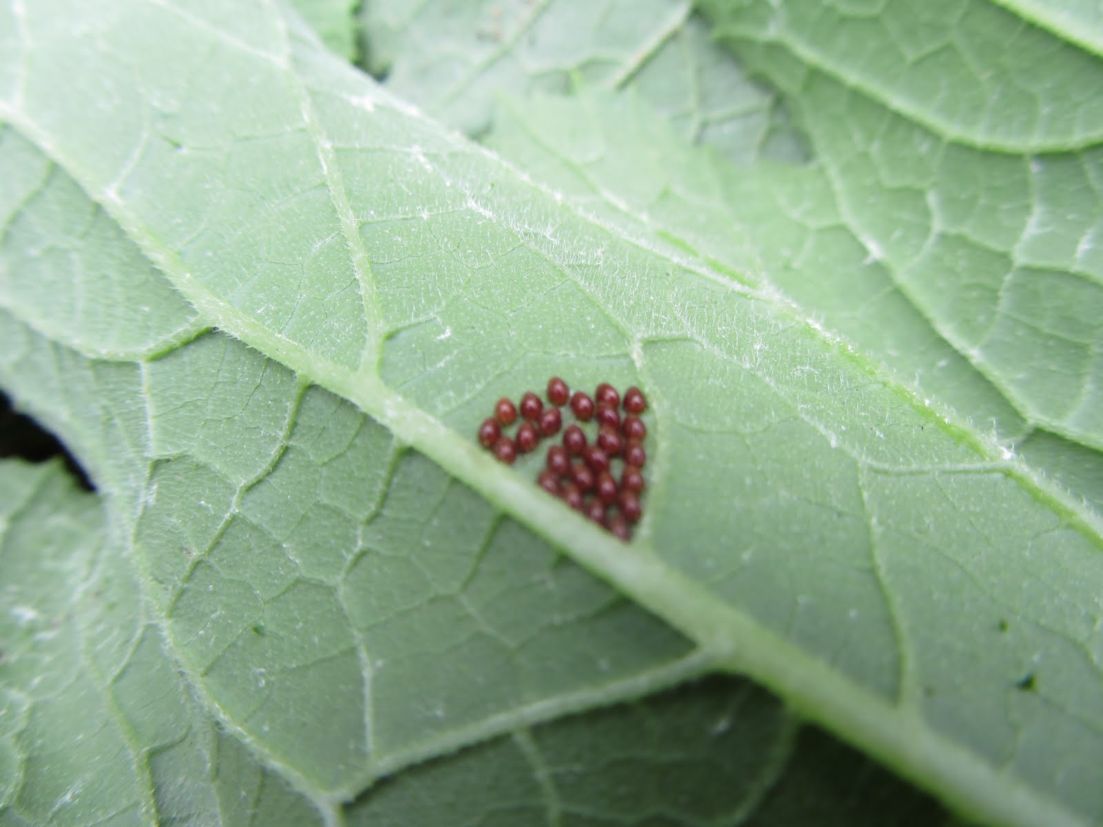 The Rusted Vegetable Garden