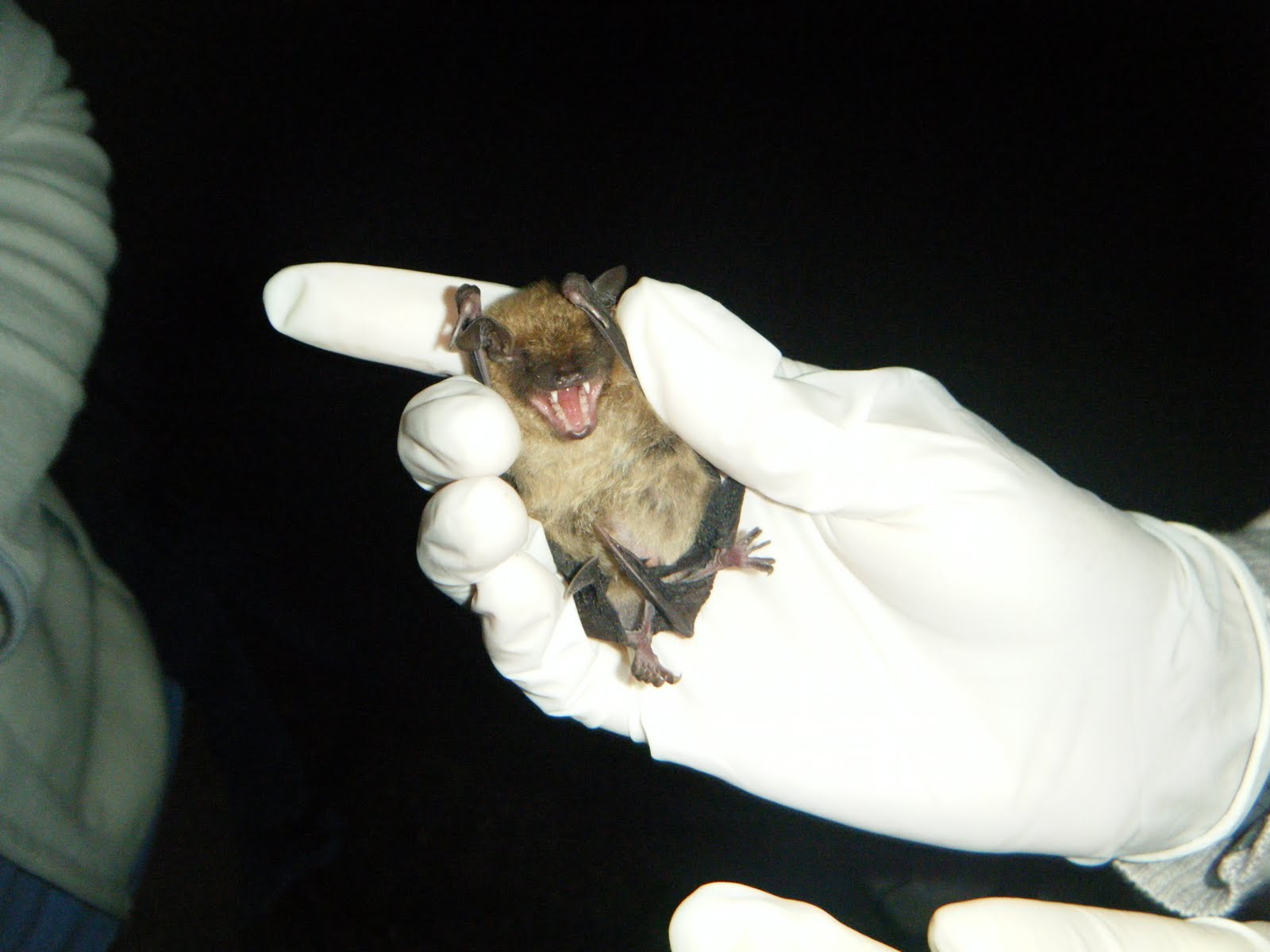 Bats (and other wildlife) of Northwest Ohio BATS!!