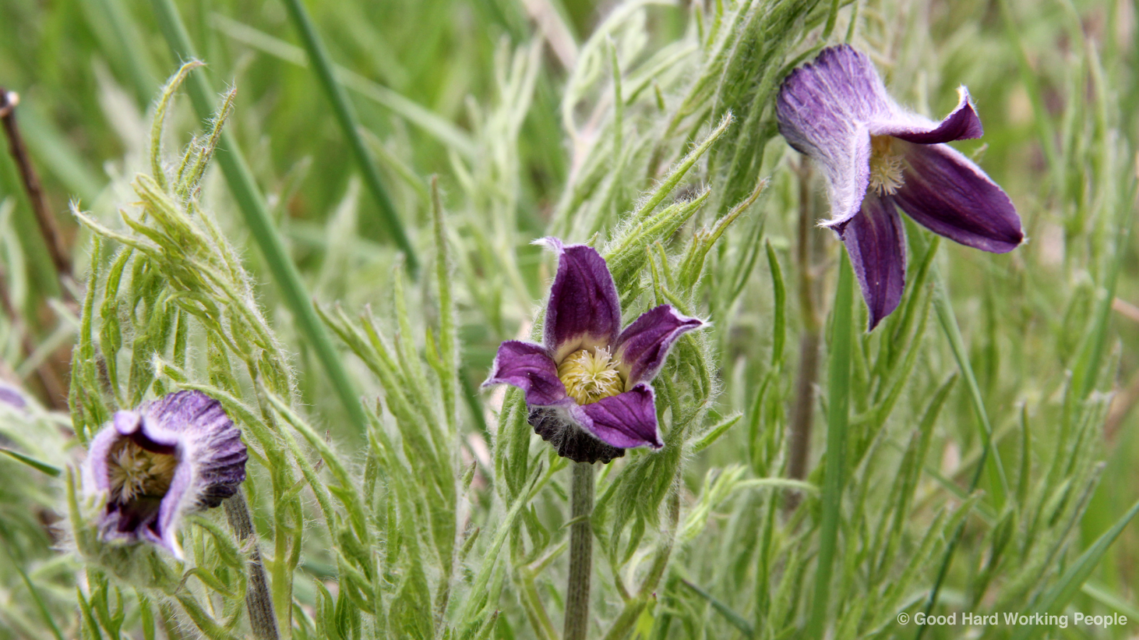 Photos of Colorado Wildflowers in Spring
