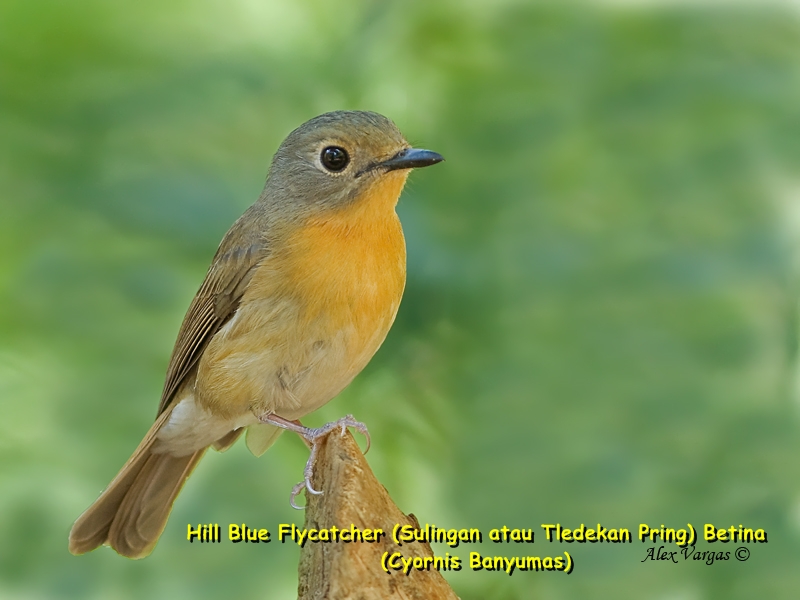 Kicau Burung Fulvous Chested Jungle Flycatcher