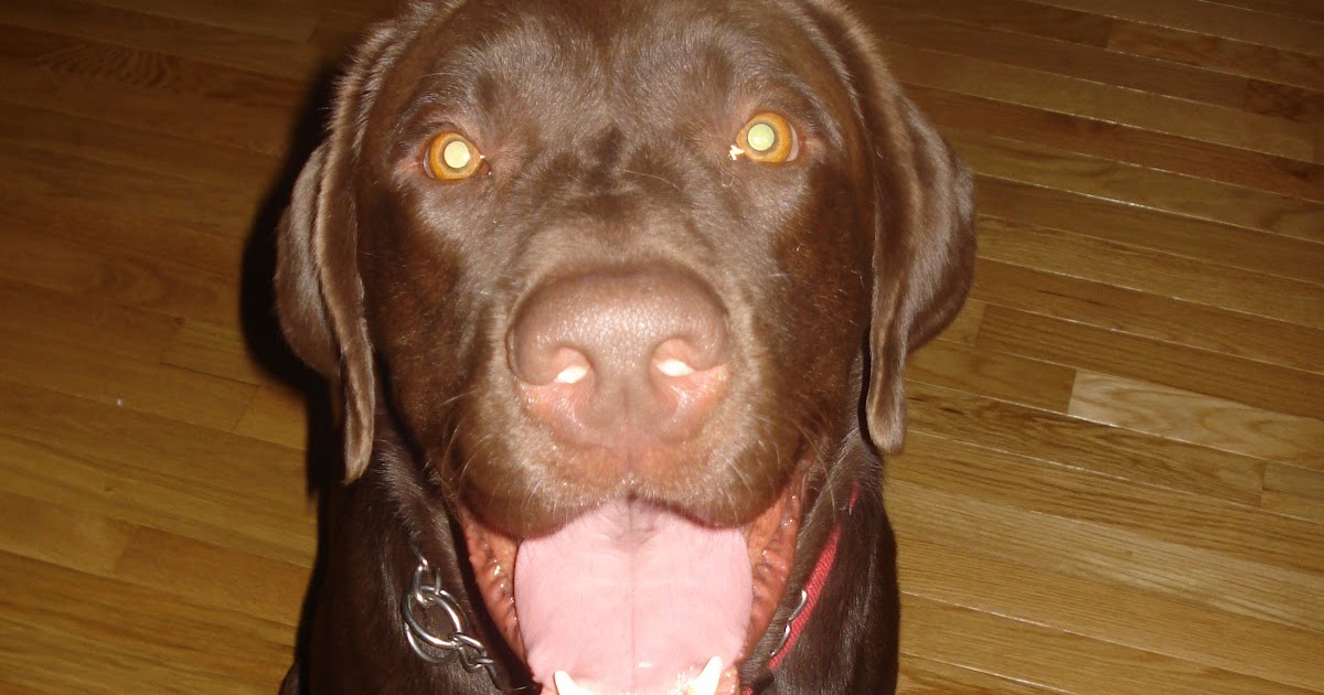 And so this is our life...: Adopt-A-Lab in Need...