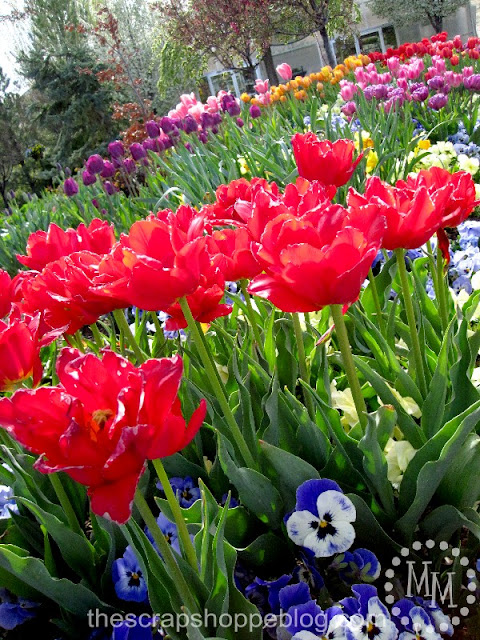 tulips+1