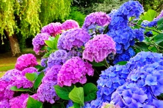 La hortensias