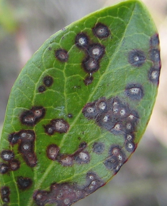 The NC Blueberry Journal: Leaf Disease Symptoms
