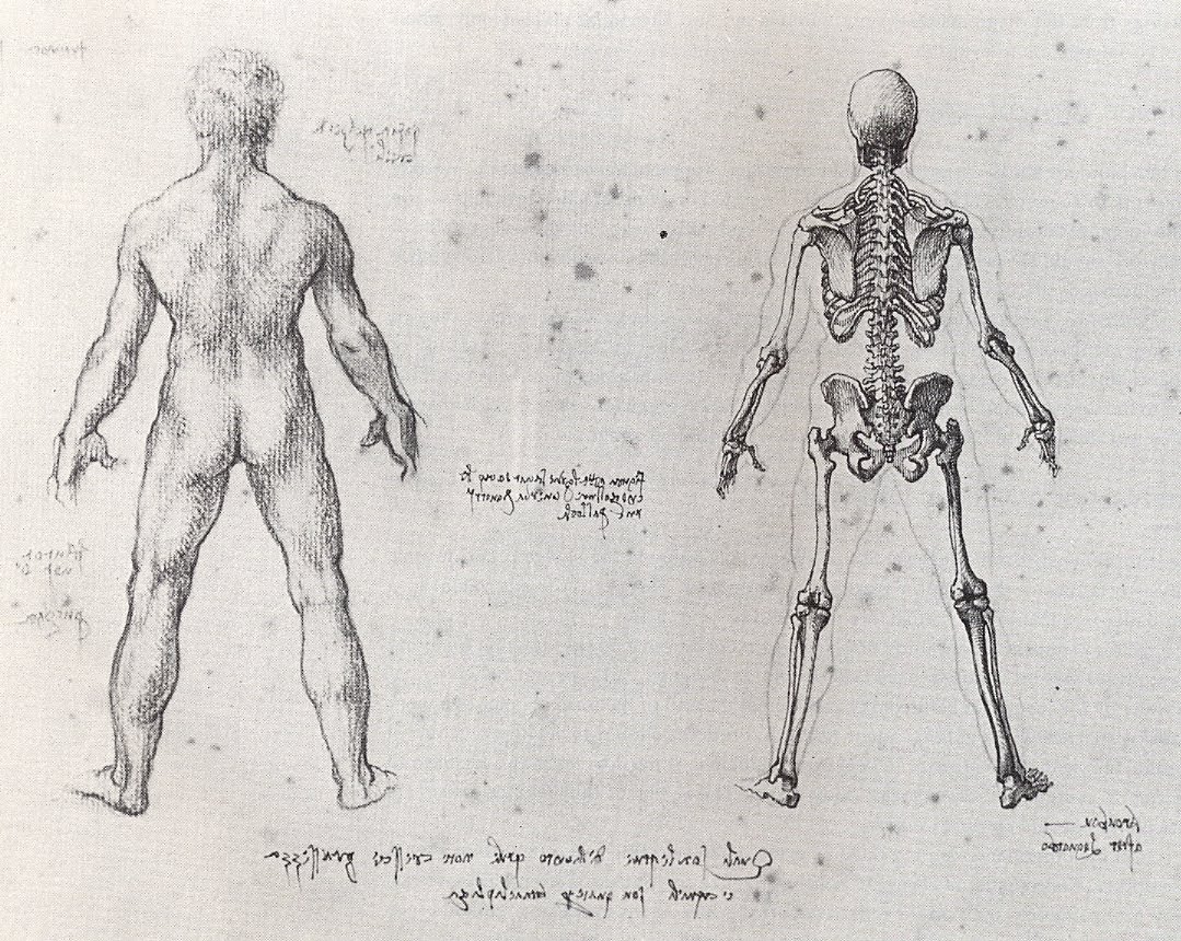 Figure Drawing and Anatomy Examples of final project Anatomical study