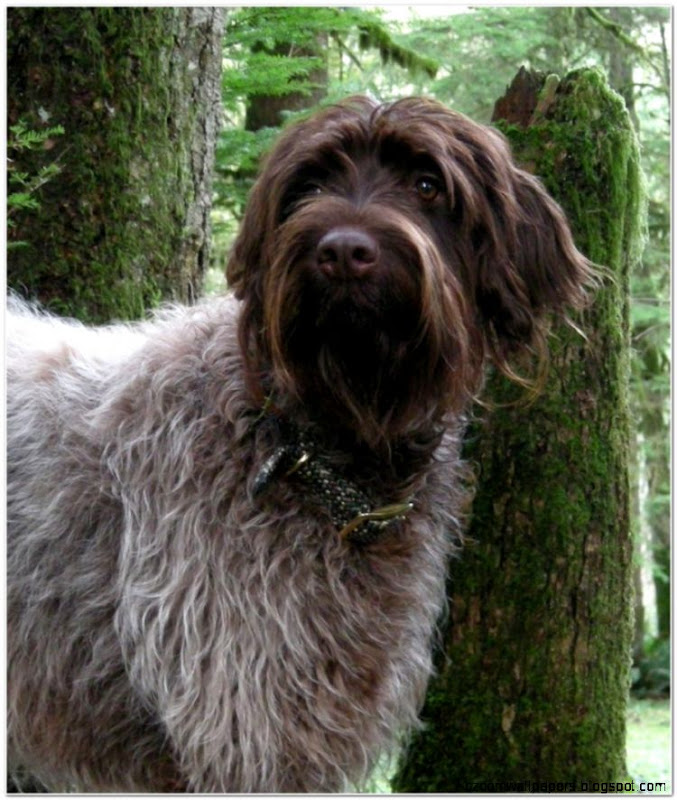 Cute Griffon Korthals Dogs1 Cats Dogs and Animal Pictures Cute Griffon Korthals Dogs1 Cats Dogs and Animal Pictures