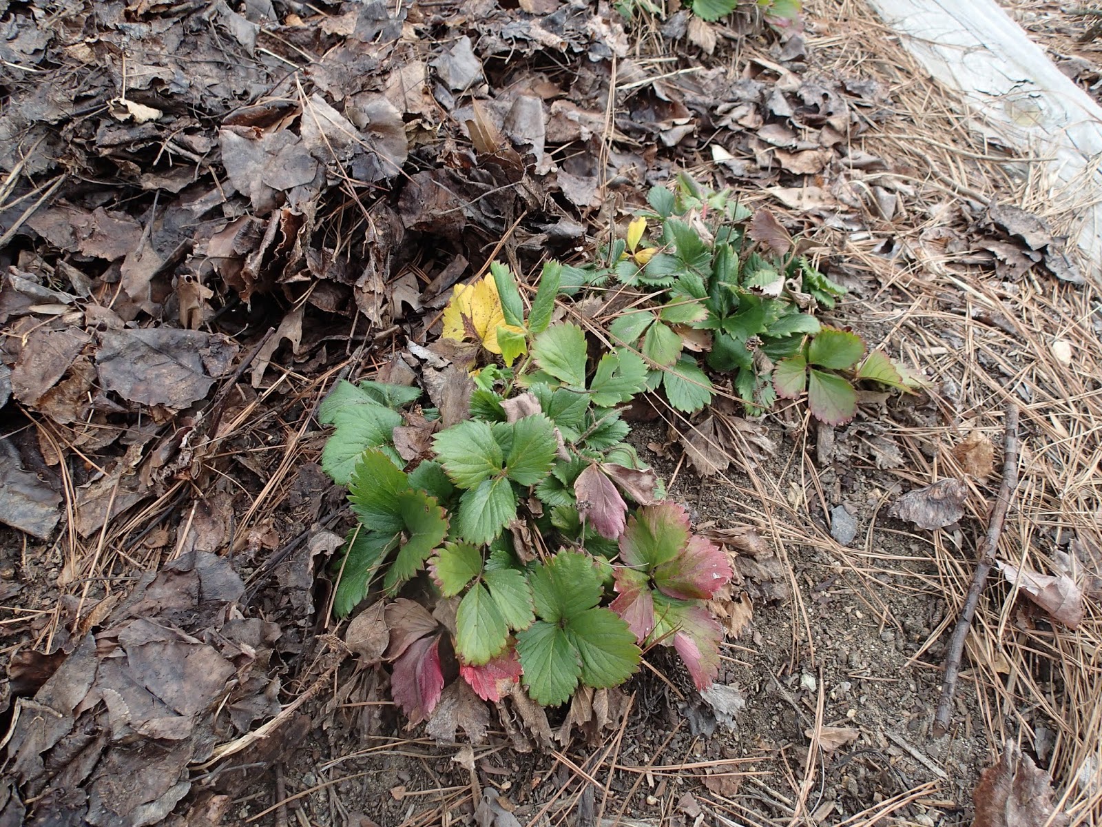 Rick's Roots A Gardening Blog