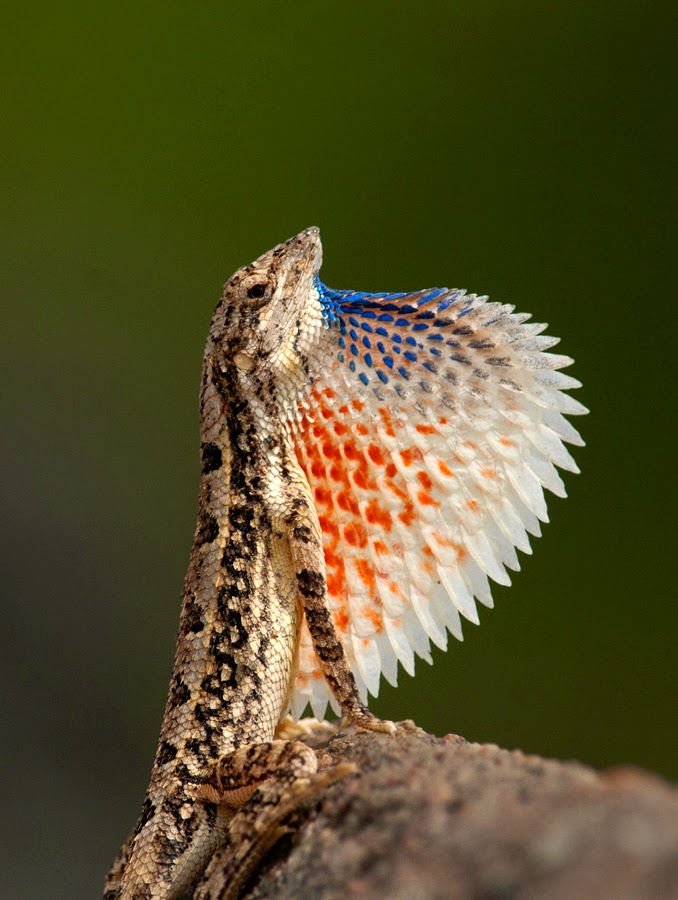 Sumasuta An encounter with the Fan Throated Lizard!