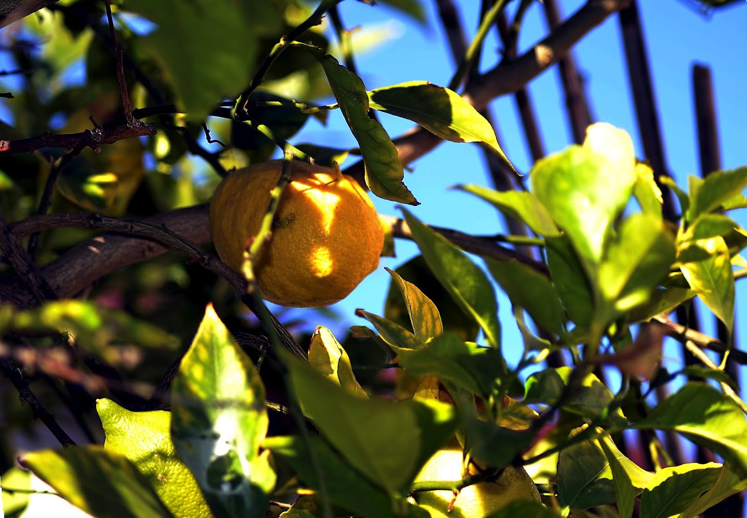 limoni del mio giardino