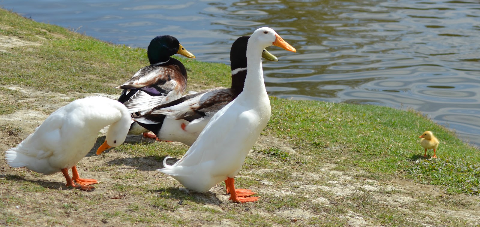 TheA+ Photography Fluffy Duck