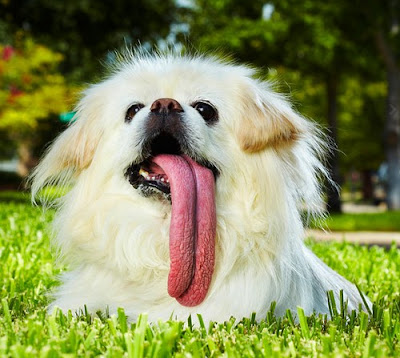 Guinness World Record 2012 | Anjing dengan lidah terpanjang di dunia