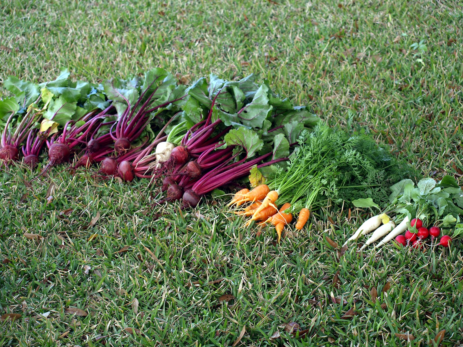Cackleberry Cottage Root Crop harvesting