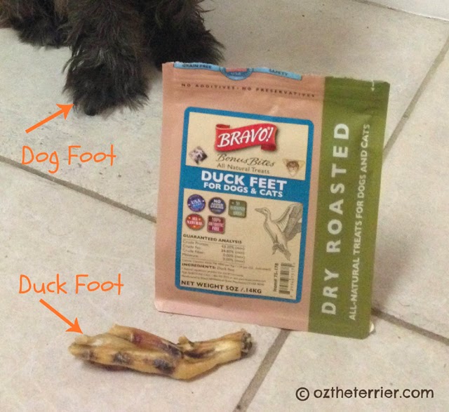 Are Duck Feet Healthy Treats For Dogs