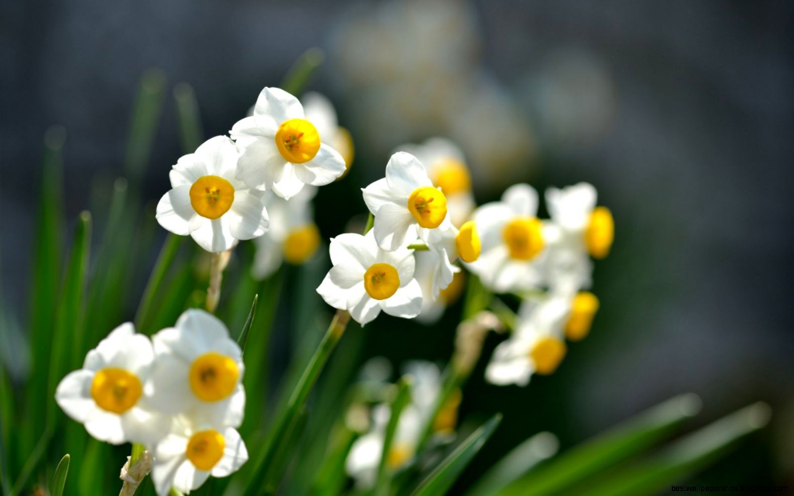 narcissus flowers hd wallpaper narcissus flowers hd wallpaper