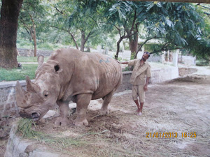 Tame 2-Horned White Rhino of Mysore Zoo.(28-9-2001)