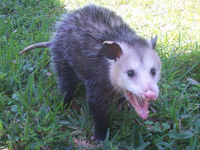 Giant Possum