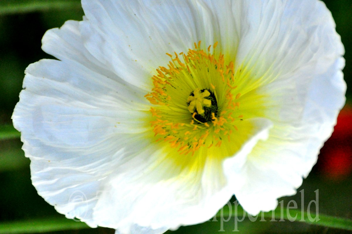 Poppy Place Pdx Flowers in San Diego )