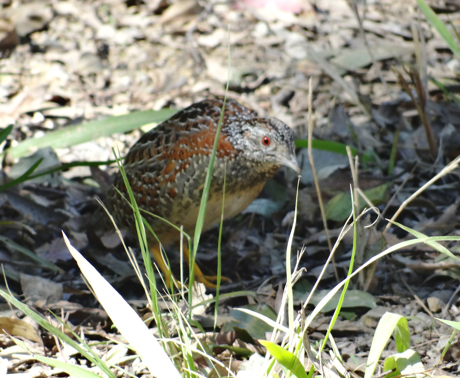How To Raise Bobwhite Quail For Release Sciencing