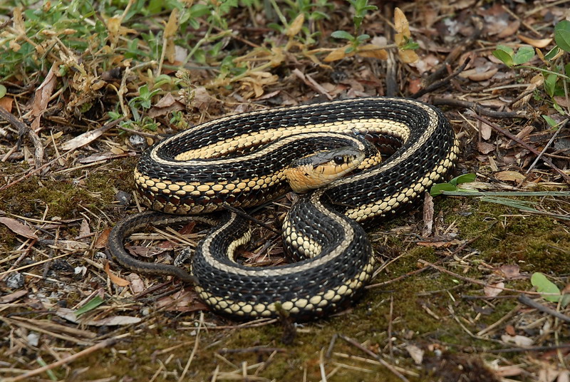 Photography Blog Fox Snake