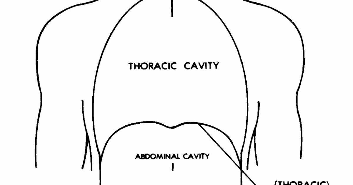 ENFERMERÍA NURSING HUMAN TRUNK (TÓRAX, ABDOMEN) AND LIMBS