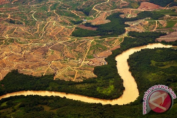 PETISI: Penebangan hutan untuk perlindungan iklim? Tidak, terima kasih!