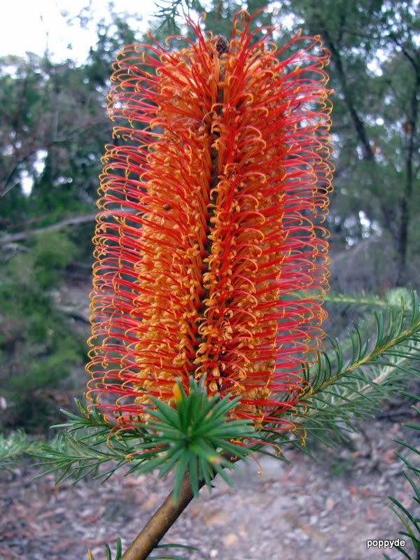Sydney's Wildflowers and Native Plants Banksia ericifolia Heath Banksia.