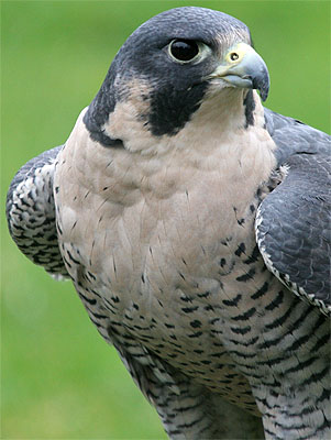 The Peregrine Falcon | King Of Birds | Wildlife Of World