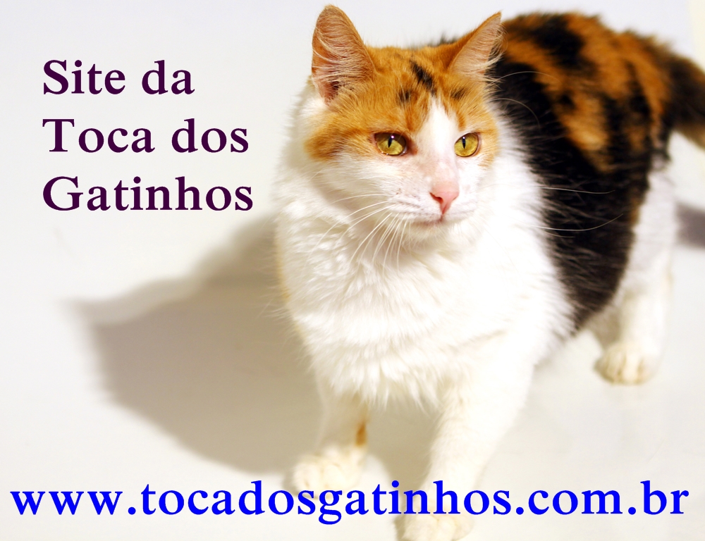 Site da Toca dos Gatinhos