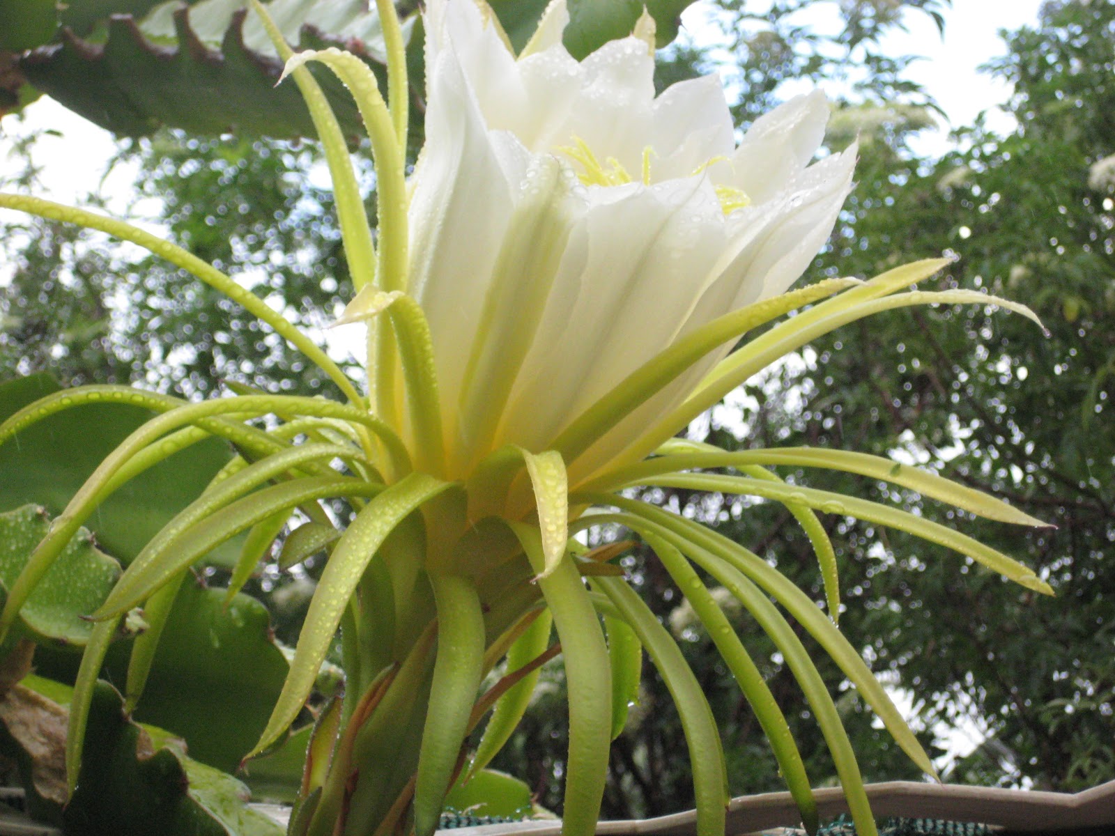 Night Blooming Cereus & Dragon Fruit Ho'okipa Aikane on Maui Hawaii