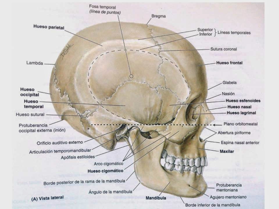 MORFOFISIOLOGIA I: ANATOMÍA