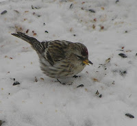 Common Redpoll