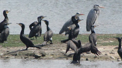 Cormorants