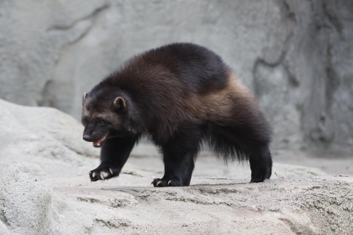 Michigan Exposures And the Wolverines....