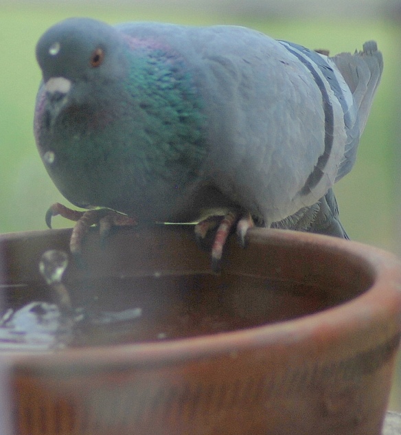 I pledge to put water pot for birds this summer Lucky Wanderer