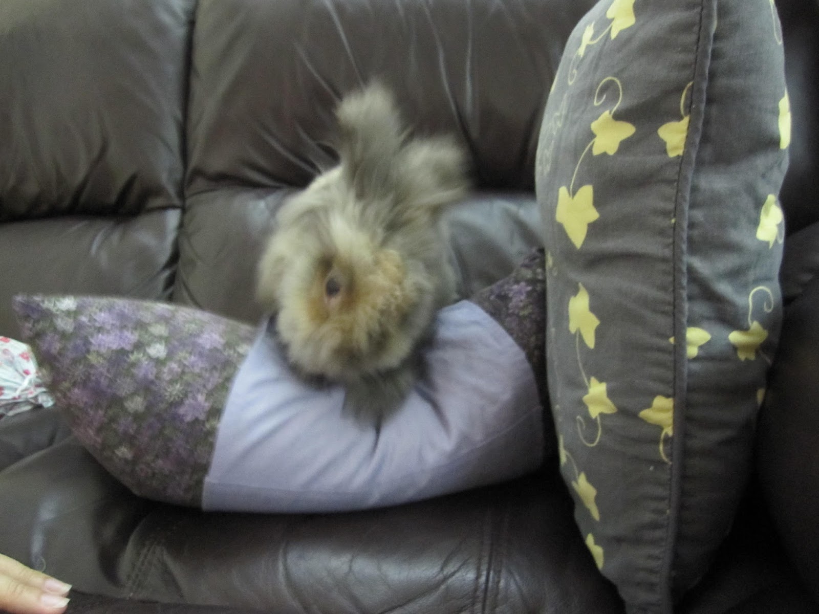 grooming service at home