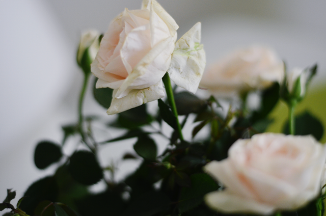 DSC_0606.png