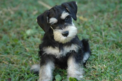 Cute Schnauzer-puppy-Dog Pictures Dog Photos