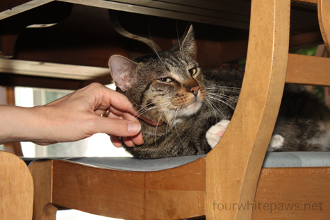 Ny Cat Likes Attention Too Much Ny Cat Likes Attention Too Much