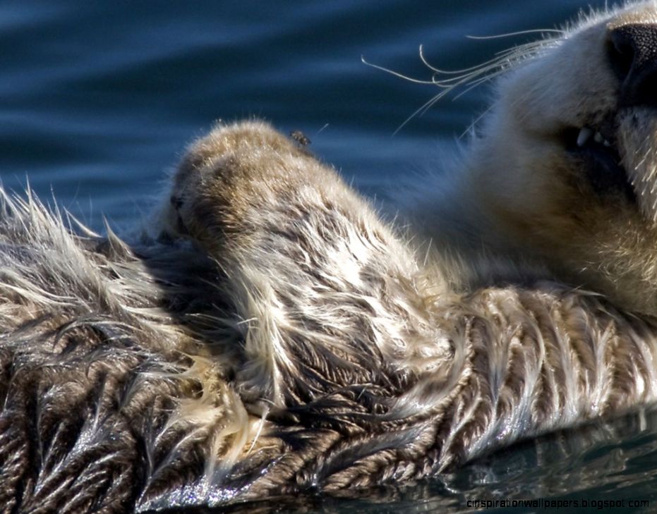 Sea Otter Sea Otter
