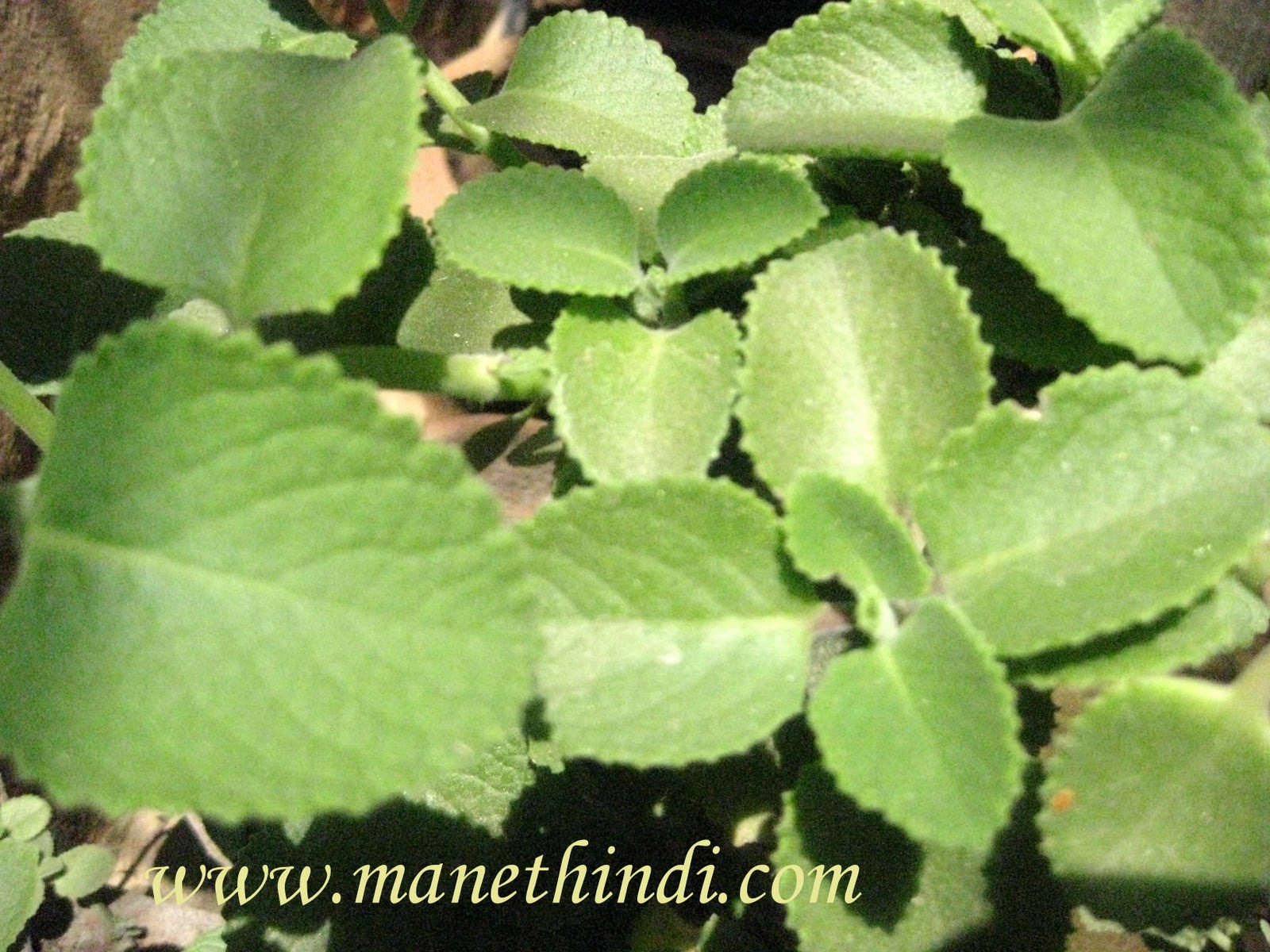 DODDAPATRE TAMBULI CHUTNEY
