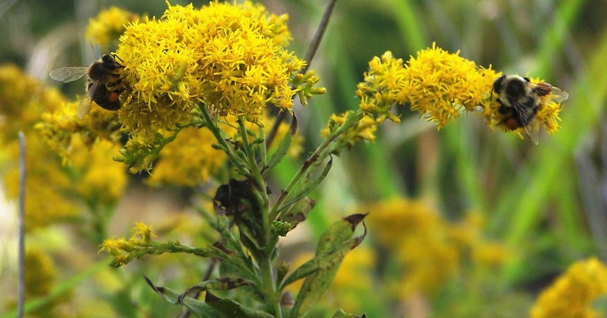The Peace Bee Farmer Fall Nectar and Pollen
