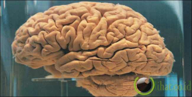 Alien Berbentuk Otak Besar Alien Berbentuk Otak Besar