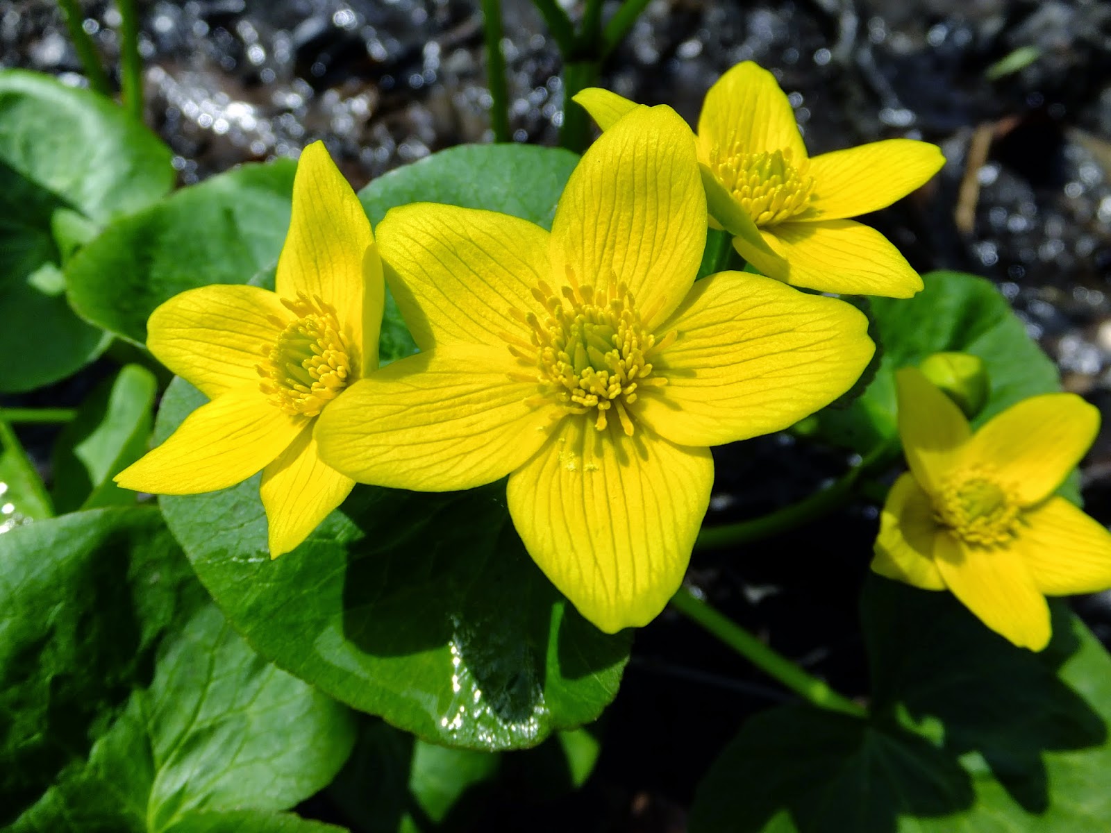 Plants Amaze Me Spring Wildflowers in Southwest Michigan