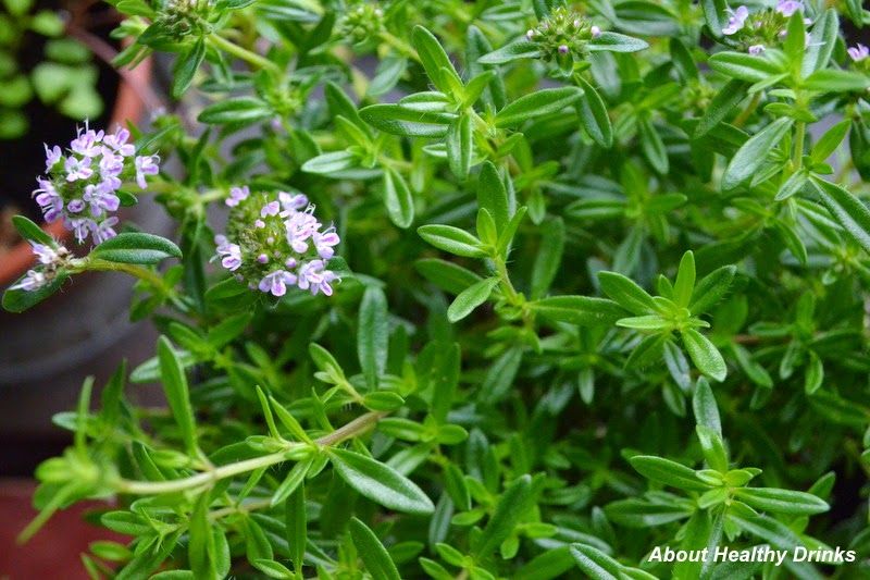 Summer Savory Benefits, Side effects and How to Make Savory Tea An